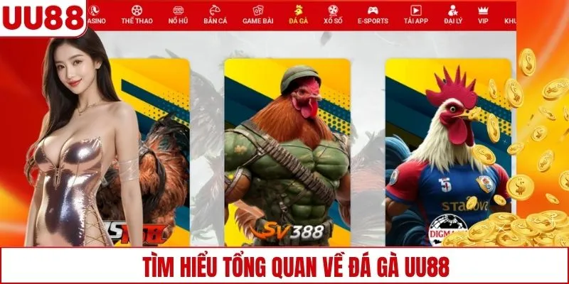 Tìm hiểu tổng quan về đá gà UU88