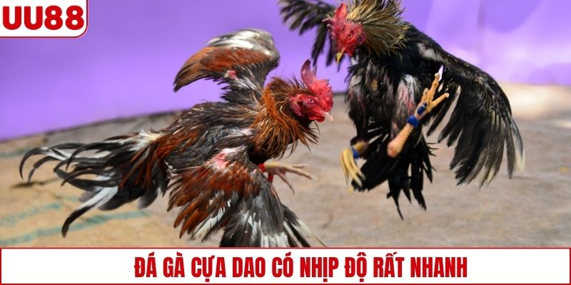 Đá gà cựa dao có nhịp độ rất nhanh