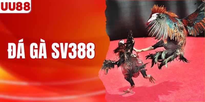 Đá gà SV388 - Thiên Đường Xanh Chín Top Đầu Châu Á 