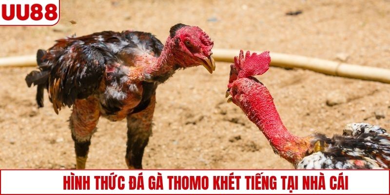 Hình thức đá gà Thomo khét tiếng tại nhà cái